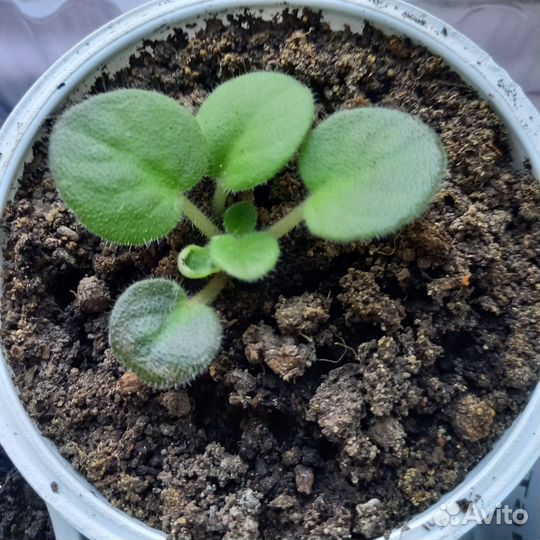 Фиалка сортовая