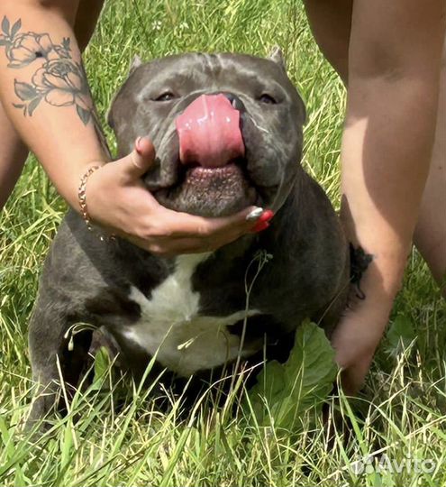 Американский булли вязка