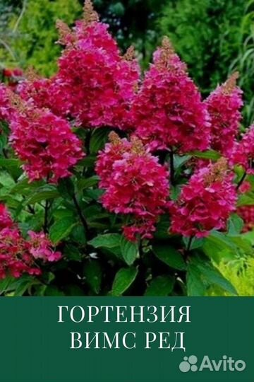 Гортензии метельчатые