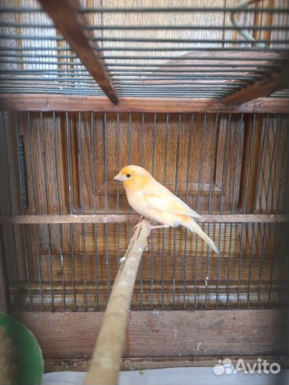 Кенара и канарейки