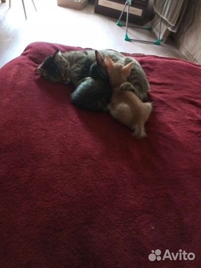 Котятки