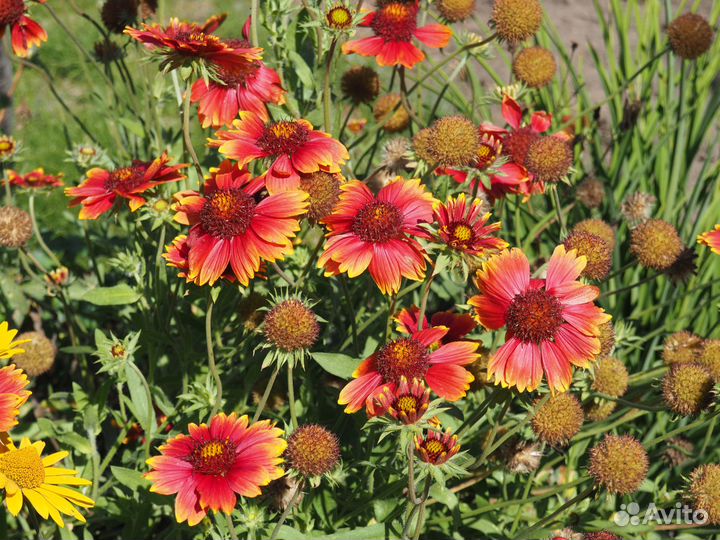 Гайлардия (также Гайлярдия, Гайярдия, Гайллардия)