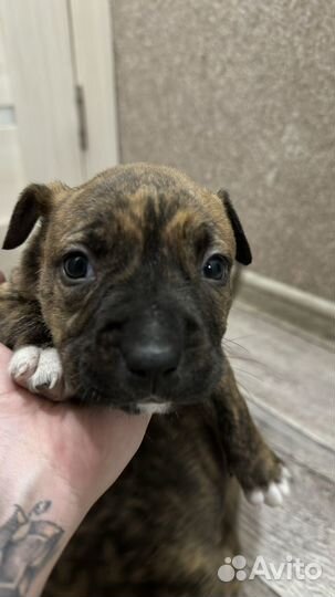 Стаффордширский терьер щенки