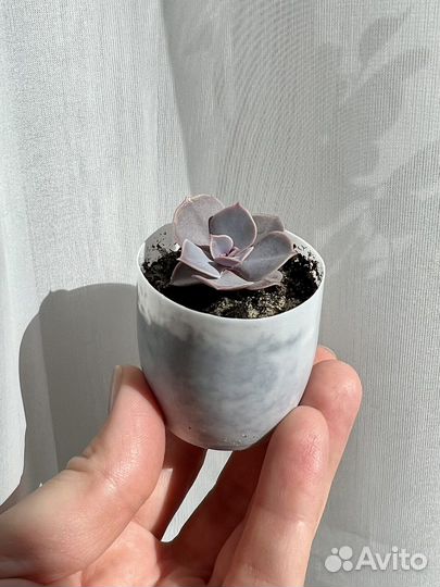 Эхеверия Жемчужина Нюрнберга