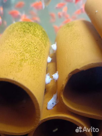 Креветки, тернеция гло, Анциструсы