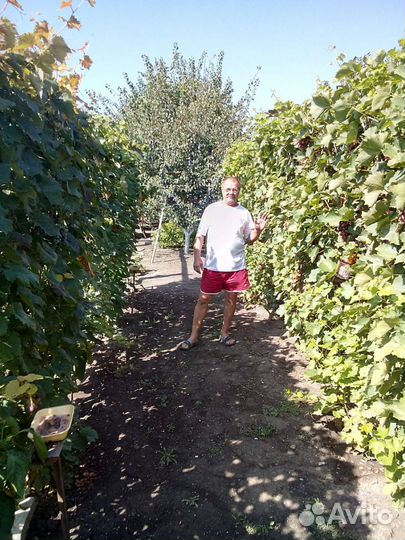 Саженцы винограда