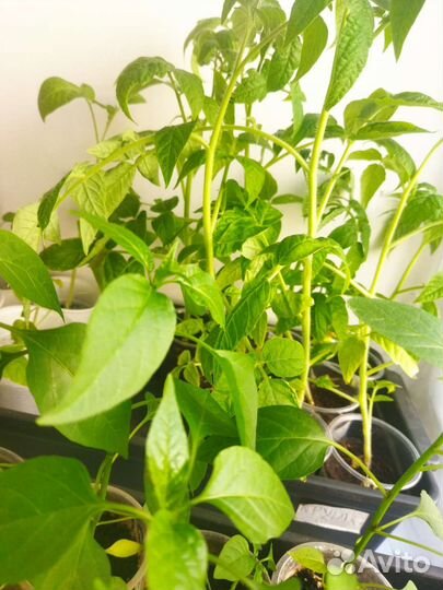 Перец. Томат. Рассада