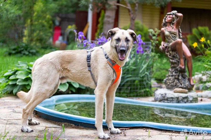 Красивый пёс Вайт ищет дом