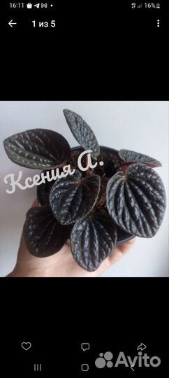 Пеперомия разные сорта