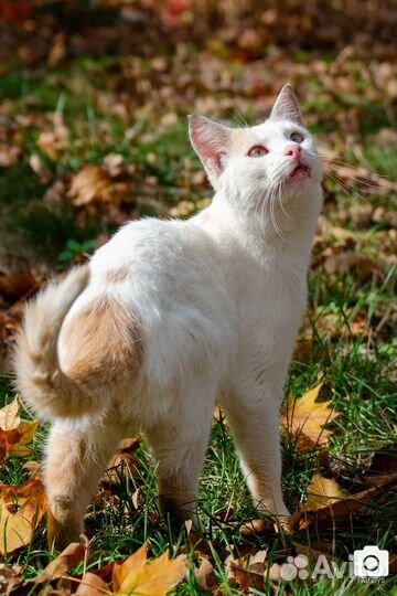 Молодой котик в добрые руки