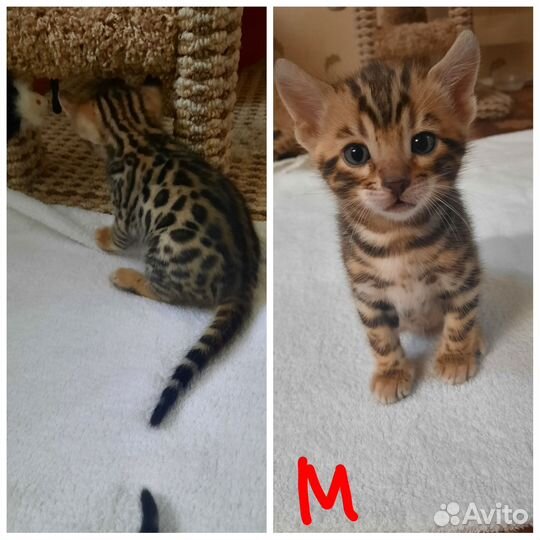 Бенгальские котята