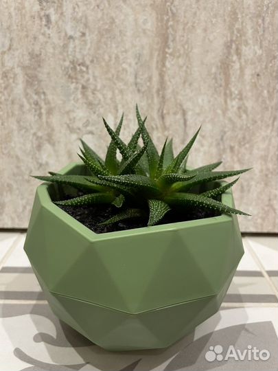 Комнатные цветы Хавортия