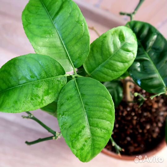 Лимон Мейера