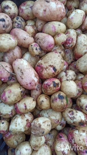 Картофель молодой