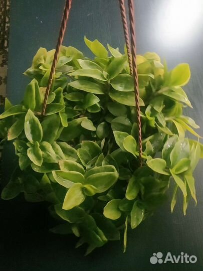 Традесканция(отростки)