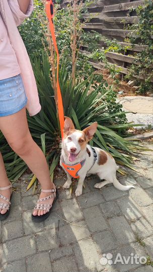 Девочка в добрые руки