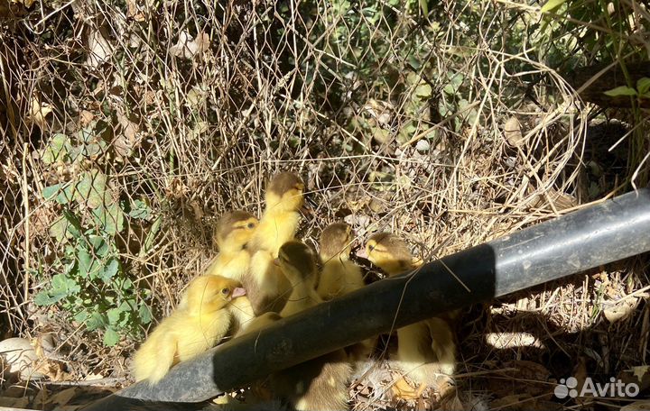 Индоутята суточные