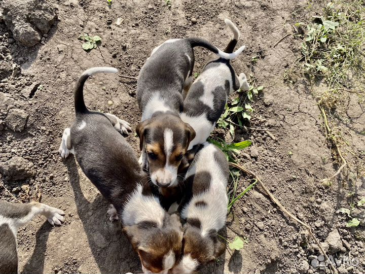 Русская пегая гончая