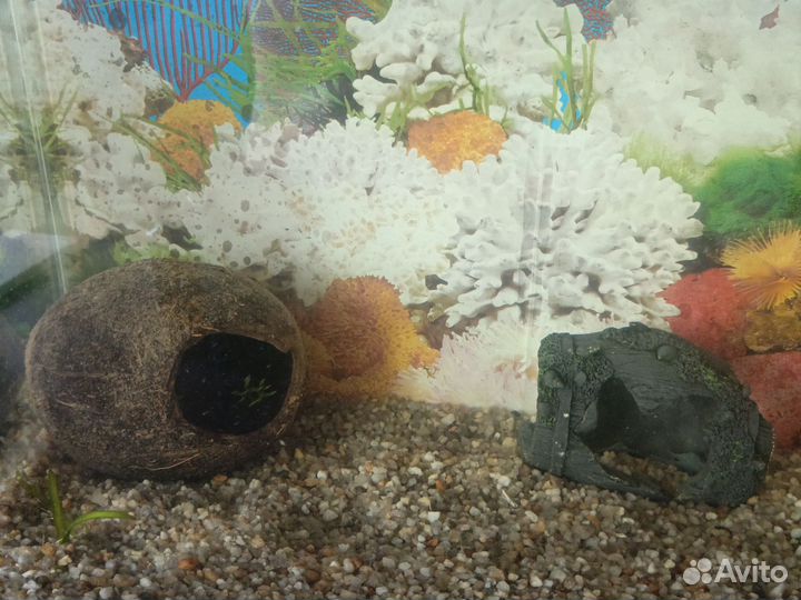 Аквариум с рыбками
