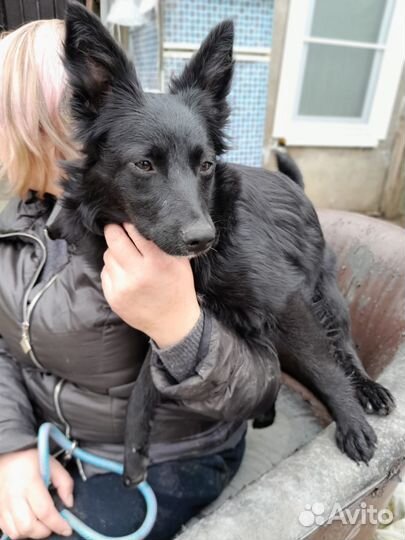 Ищет дом щенок не крупной Собаки Алиса