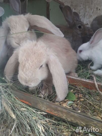 Кролики мясных пород