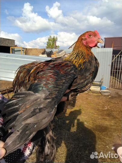 Петух породы Брама куропатчатая