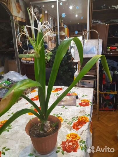 Гименокаллис лилия паук