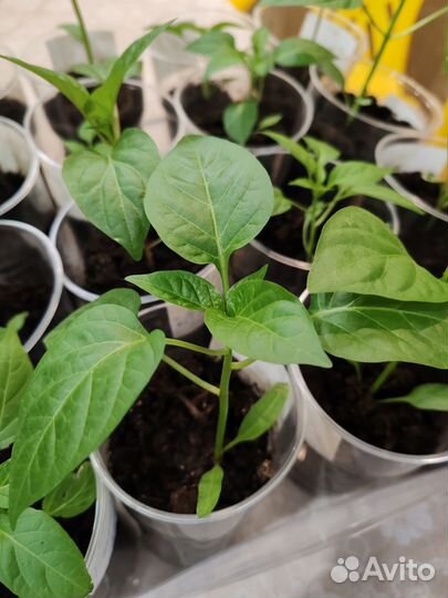 Перец рассада комнатный, тепличный