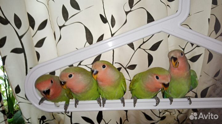 Неразлучники попугаи ручные