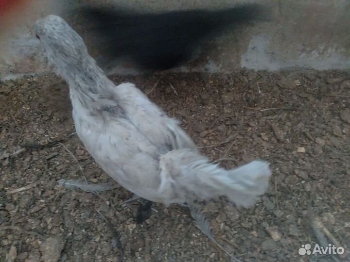 Куры молодки