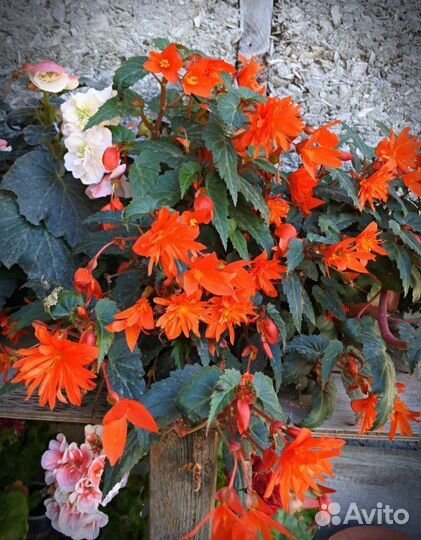 Комнатные цветы