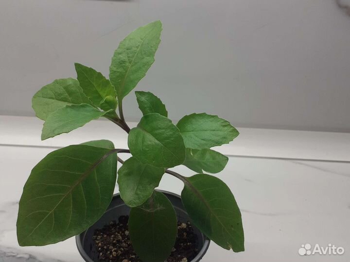 Джинура для диабетиков