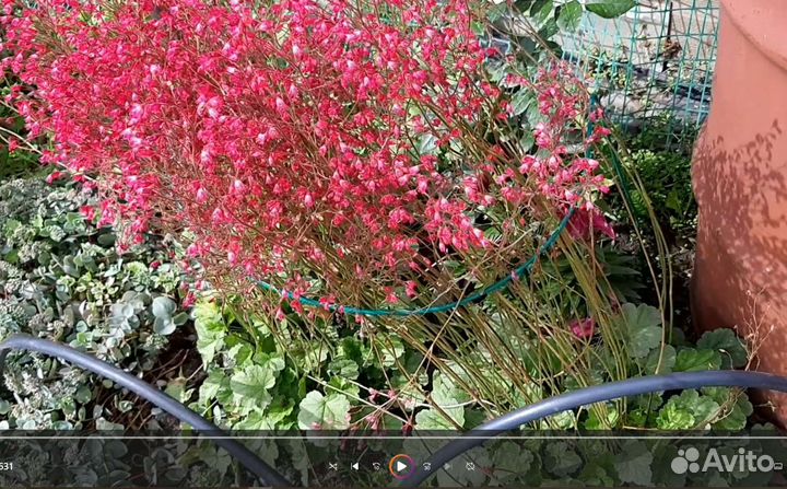 Саженцы гейхеры