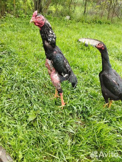 Куры и петухи