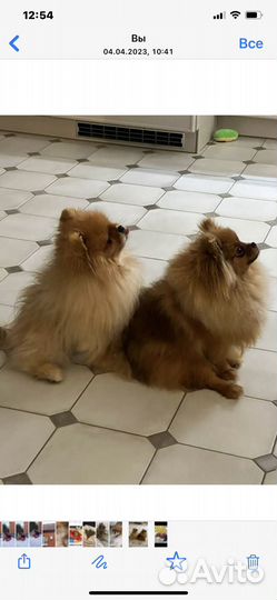 Перебержка мелких пород собак