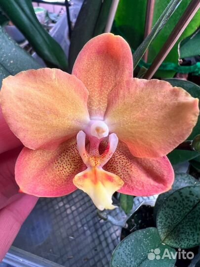 Орхидея фаленопсис Maple Valley