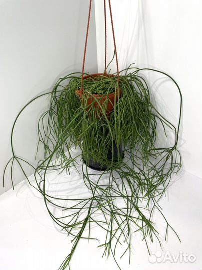 Рипсалис большой в подвесном кашпо