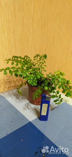 Пилея мелколистная