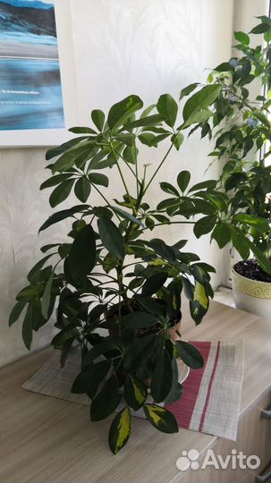 Шеффлера 55см