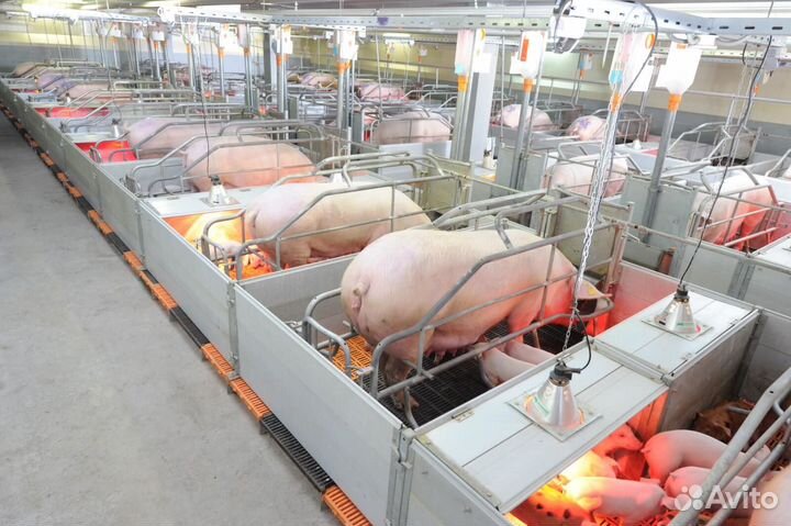 Оператор свиноводческих ферм