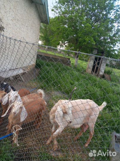 Англо нубийские козы дойные