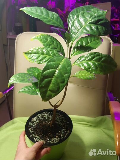 Табернемонтана дивариката махровая