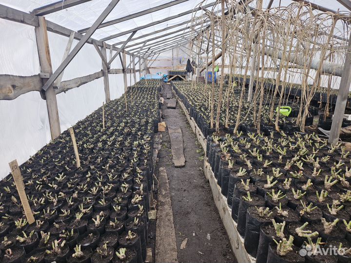 Шелковица-тутовник