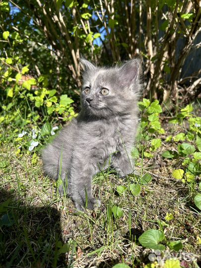 Котенок в добрые руки даром