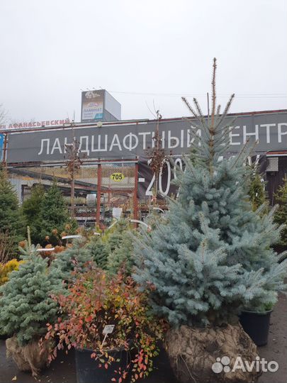 Ель Эдит. Крупномер