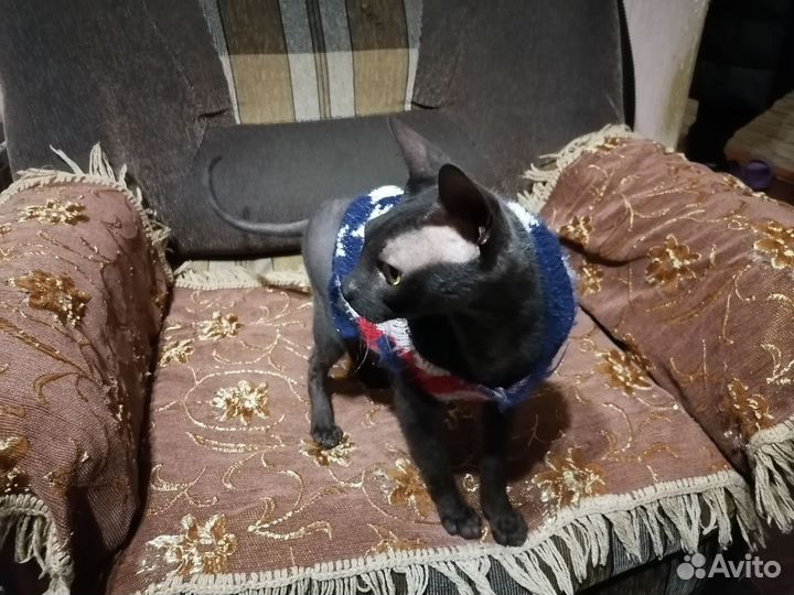 Канадский сфинкс