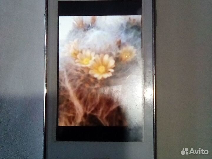 Кактусы два вида