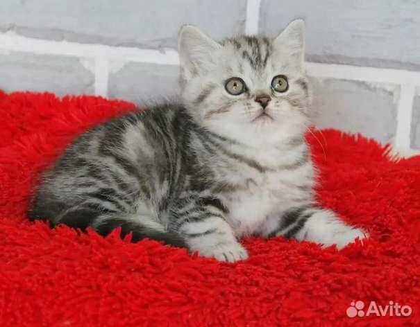 Британские котята