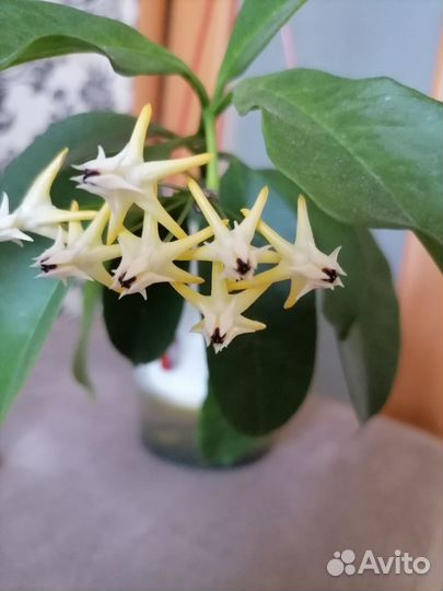 Хойя Мультифлора