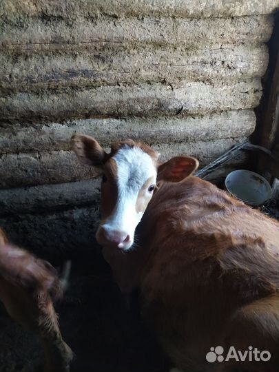 Коровы и телята